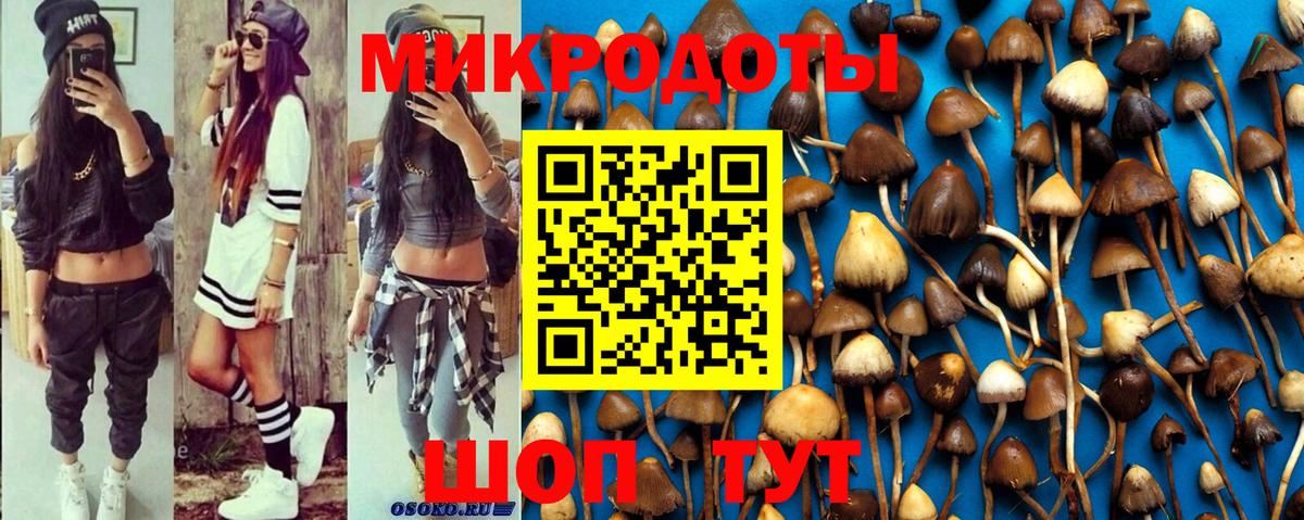 Галлюциногенные грибы Psilocybe Краснознаменск